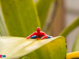 Spider-Man In the Garden Spider-Man In the Garden