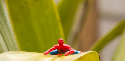 Spider-Man In the Garden