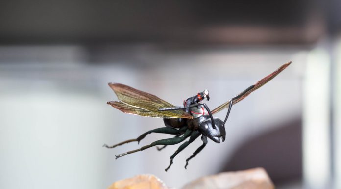 Ant-Man and Anthony Ant-Man and Anthony