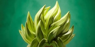 SHFiguarts Dragon Ball Super Broly SDCC 2018